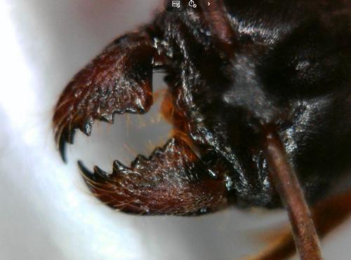 Réf. 223 972 : Brachyponera sennaarensis